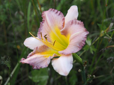Eleonore hybridized by Verhaert P6300551.JPG