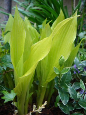 Hosta_Ophir.JPG