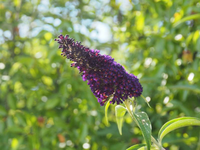 Buddleja davidii Black Knight P6300561.JPG