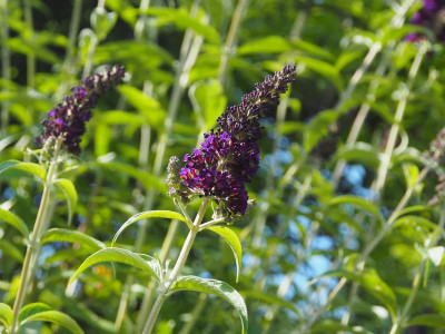 Buddleja davidii Black Knight P6300562.JPG