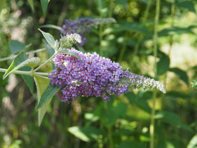 Buddleja fallowiana 'Lochinch' P6300563.JPG
