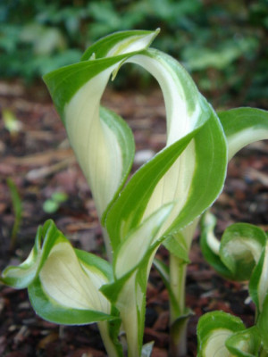 Hosta_Apple_Court1.JPG