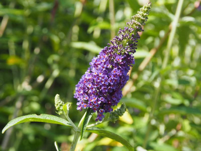 Buddleja davidii Empire Blue P6300564.JPG
