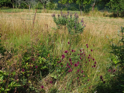 Amorpha canescens Allium sphaerocephalon P6300571.JPG