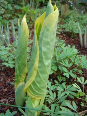 Hosta_Cliffords_Forest_Fire.JPG