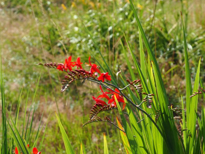 Crocosmia Lucifer P6300577.JPG