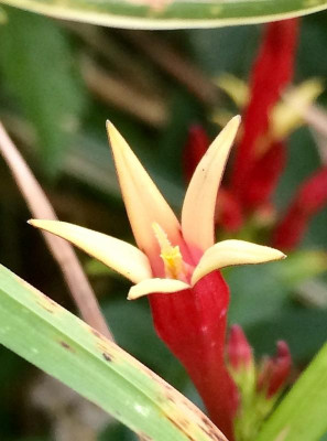 2022-06-30 Spigelia marilandica.jpg