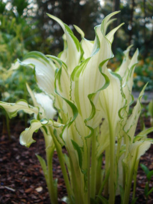 Hosta_Fuji_Sunrise_.JPG