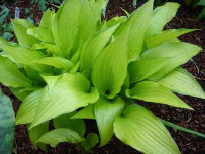 Hosta_Pfifferling.JPG