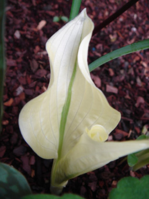 Hosta_White_Beauty.JPG
