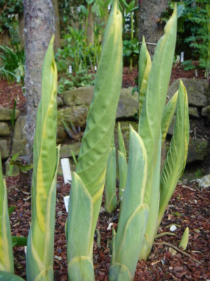 Hosta_Sagae_1.JPG