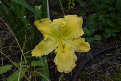 DSC_0706.JPG