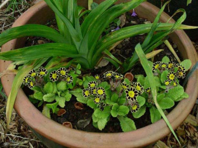 Primula_elatior_Silver_Laced_DSCN1931.JPG