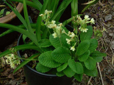 Primula_elatior_DSCN1932.JPG