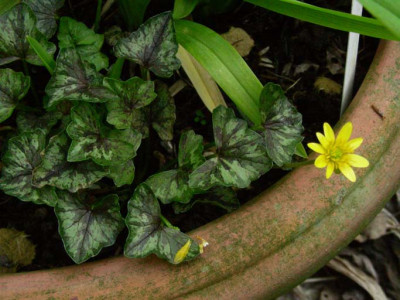 Ranunculus_ficaria_Brambling_DSCN1939.JPG