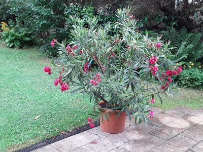 Oleander.jpg