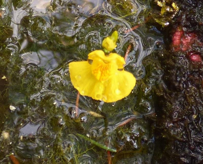 Utricularia x neglecta oder australis.jpg