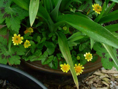 Ranunculus_ficaria_Collarette_DSCN1935.JPG