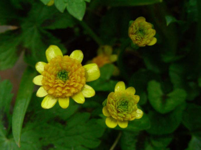 Ranunculus_ficaria_Collarette_DSCN1936.JPG