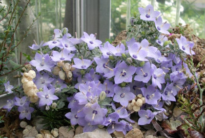 Campanula fragilis ssp. cavolinii 01.07.22.JPG