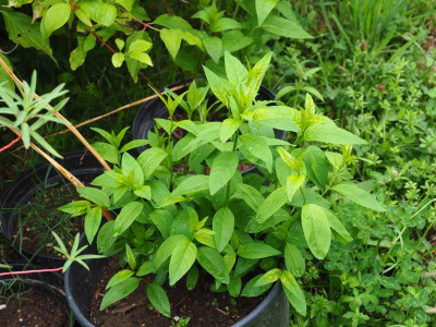 Amsonia tab tab mit Knospe 1. Juli 22 P7010563.JPG