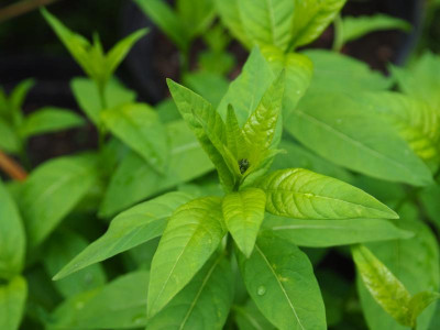 Amsonia tab tab mit Knospe 1. Juli 22 P7010562.JPG