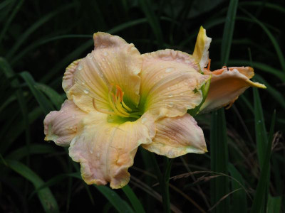 Brautkleid P7010551.JPG
