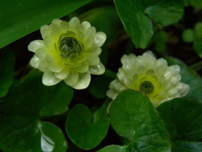 Ranunculus_ficaria_Ken_Aslet_DSCN1944.JPG