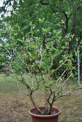 H.Cooperii2022_07_01DSC_0670.jpg