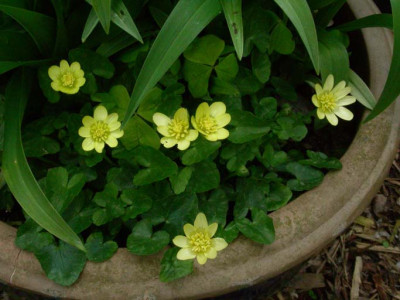 Ranunculus_ficaria_Primrose_DSCN1947.JPG