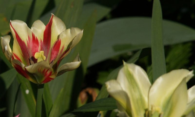 tulipa_Flaming_Springgreen_2008-04.jpg