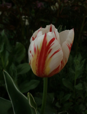tulipa_Happy_Generation_2008-04.jpg