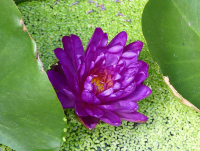 2022-06-30 Nymphaea 'Purple Fantasy'.jpg