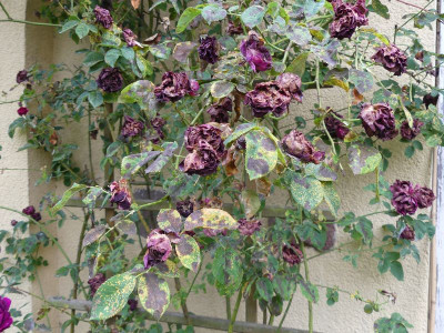 2022-07-01 Rosen 'Souvenir du Dr. Jamain'.jpg