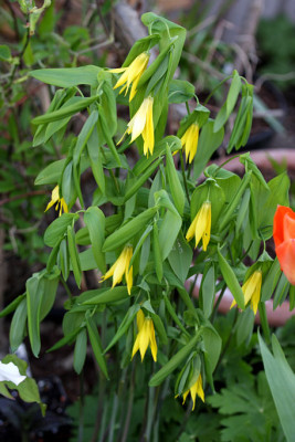 St_Uvulariagrandiflora250408.jpg