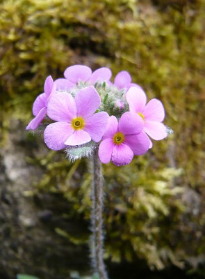 Androsace_sarmentosa_fars_2008.jpg