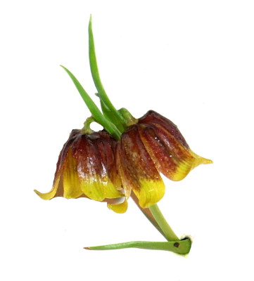 Fritillaria.JPG