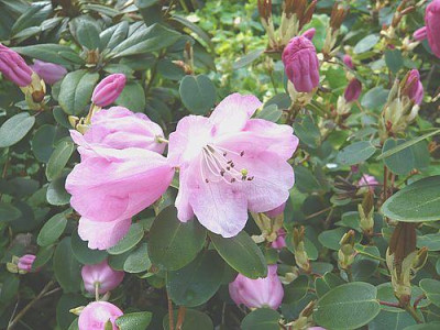 Rhododendron_williamsianum_fars_2008.jpg