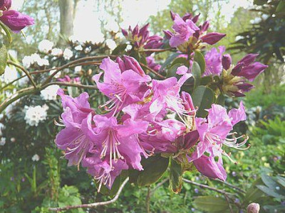 Rhododendron_concinnum_pseudoyanthinum_fars_2008.jpg