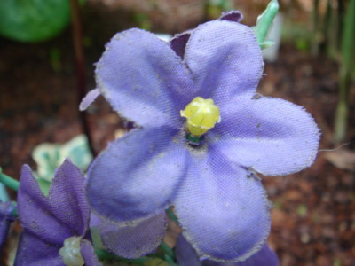 Primula_plastica_ssp._elasticus.JPG