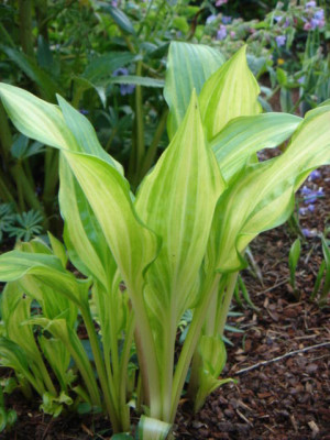 Hosta_Inaho.JPG