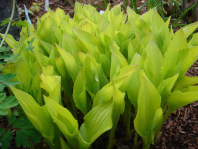 Hosta_Hydon_Sunset_1.JPG