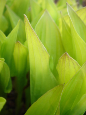 Hosta_Hydon_Sunset_2.JPG