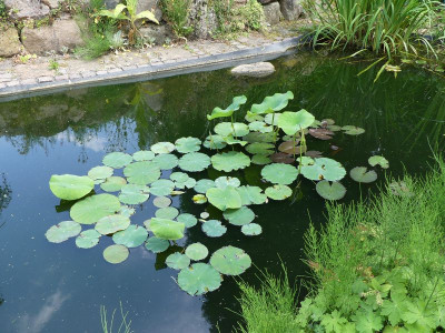 2022-06-30 Nelumbo 1.jpg
