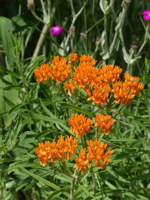 2022-06-30 Asclepias tuberosa.jpg