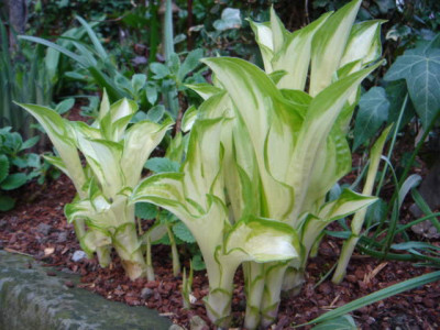 Hosta_Snow_White_3.JPG