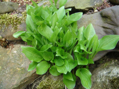 Hosta_Pseudo_Chinese_Sunrise1_.JPG