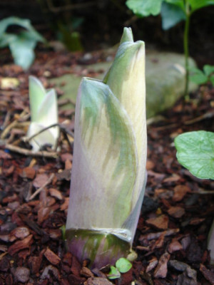 Hosta_Great_Expetation.JPG