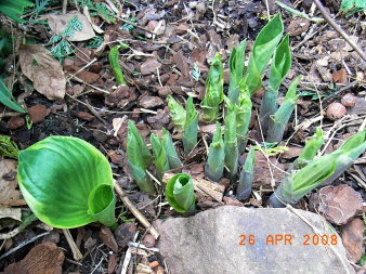 Hosta-goldrand.JPG