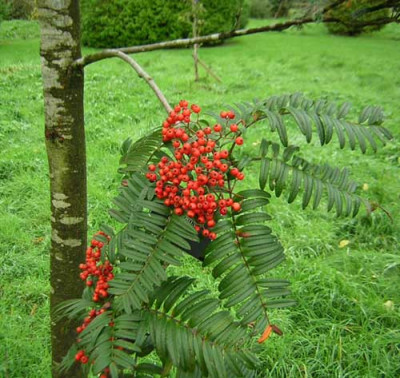 77Sorbus_scalaris.jpg